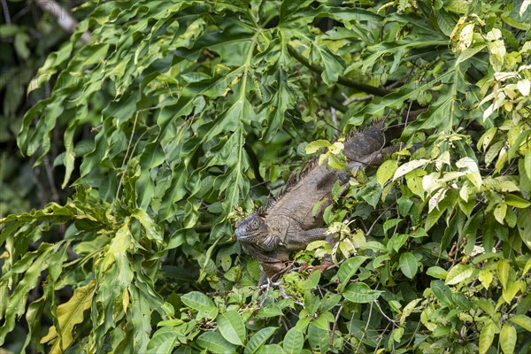 Tortuguero National Park, Costa Rica, Green iguana