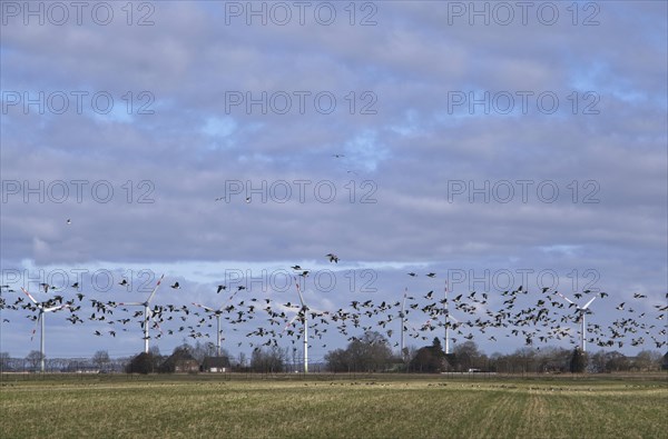 A flock of wild geese over the Wilstermarsch, the Holstein Elbmarsch, in Dithmarschen. In the background, wind turbines for power generation. Wilstermarsch, Wewelsfleth, Schleswig-Holstein, Germany, Europe