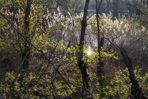 Nature reserve on the Grietherort and Bienener Altrhein, pampas grass