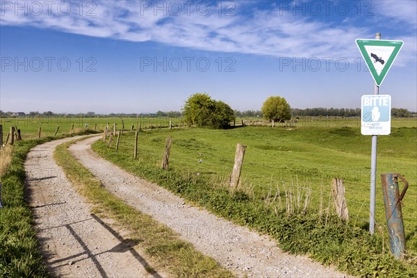 Nature reserve near Rees on the Lower Rhine, field path, pasture, paddock, pasture fences, meadow, Rees, North Rhine-Westphalia, North Rhine-Westphalia, Germany, Europe
