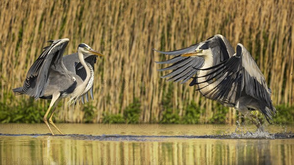 Grey heron