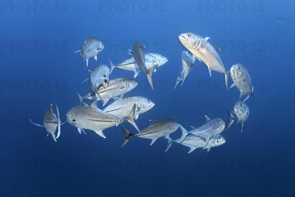 Small, small, shoal of bigeye trevally