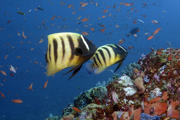 Pair of sixband angelfish