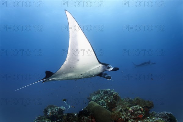 Reef manta ray