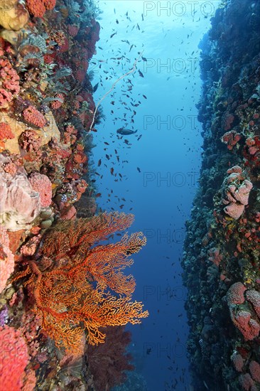 Breakthrough, steep wall, vertical, incision in coral reef with knotted gorgonian