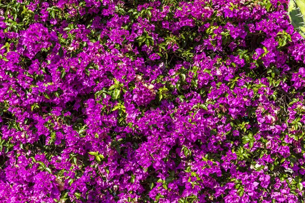 Bougainvillea, Casino Garden, Monte Carlo, Principality of Monaco