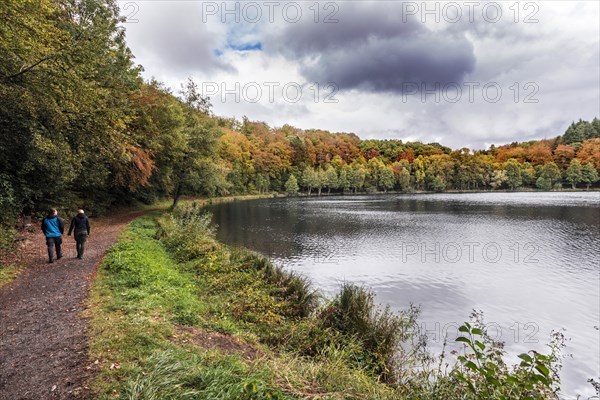 Circular trail around the Holzmaar in the Volcanic Eifel, maars, maar, lake, nature reserve, Gillenfeld, Rhineland-Palatinate, Germany, Europe