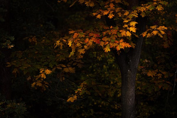 Colourful leaves on a tree, taken in Potsdam, Potsdam, Germany, Europe