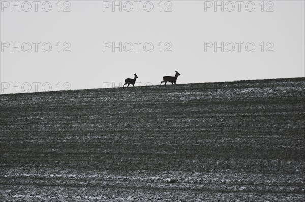 Two deer stand out on a lightly snowed field in Vierkirchen, 29.01.2023., Vierkirchen, Germany, Europe