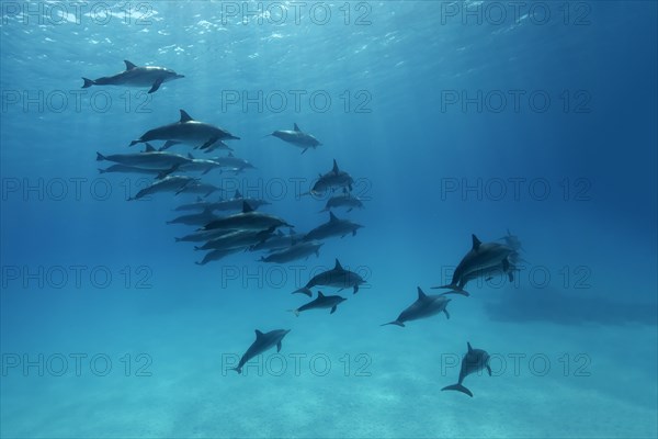 Shoal of spinner dolphins