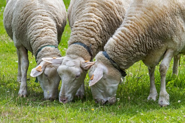 Three tagged white dairy sheep grazing grass in meadow, field, grassland at farm