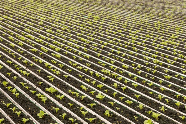 highly automated hydroponic farm which grows lettuce in a huge greenhouse, Revolution Farms, Caledonia, Michigan, USA, North America