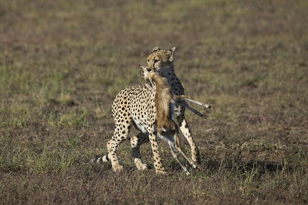 Cheetah