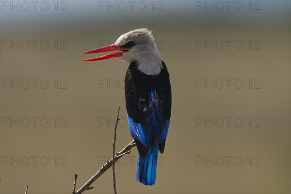 Grey-headed Kingfisher