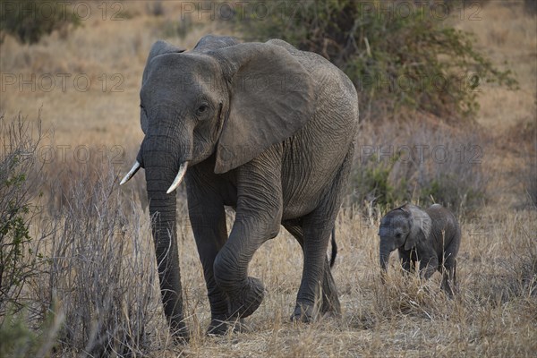 African elephants