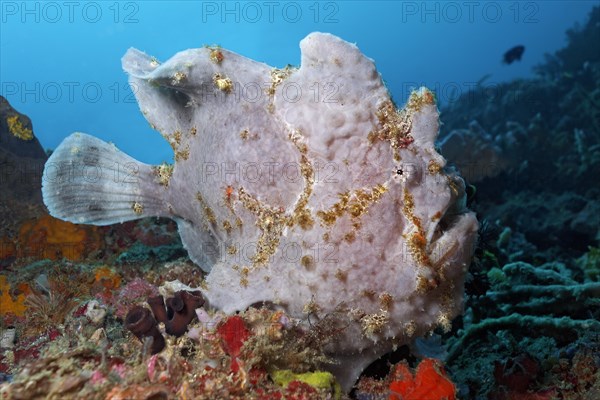 Giant frogfish