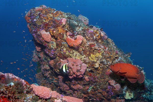 Coral reef, coral block with colony of orange cup coral