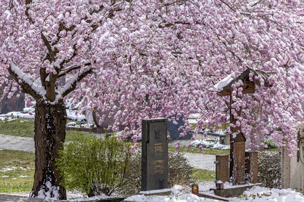 Flowering apple tree