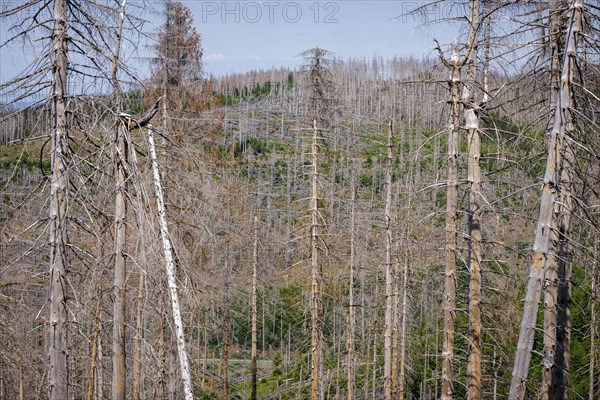 Symbolic photo on the subject of forest dieback in Germany. Spruce trees that have died due to drought and infestation by bark beetles stand in a forest in the Harz Mountains. Altenau, 28.06.2022, Altenau, Germany, Europe