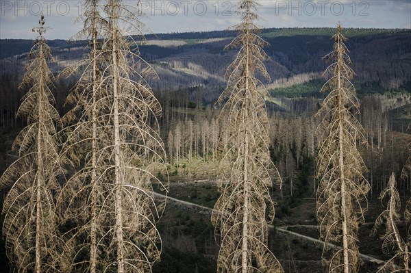 Symbolic photo on the subject of forest dieback in Germany. Spruce trees that have died due to drought and infestation by bark beetles stand in a forest in the Harz Mountains. Lerbach, 28.06.2022, Lerbach, Germany, Europe