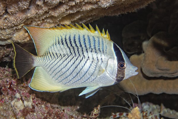 Chevron butterflyfish