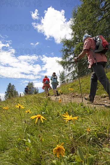 Hiking trail on the Gerlitzen Alpe, Carinthia, Austria, Europe