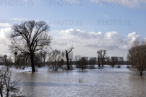 Flooding on the Rhine in the south of Duesseldorf, districts of Benrath and Urdenbach, Duesseldorf, North Rhine-Westphalia, Germany, Europe