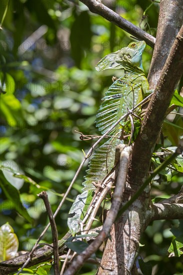 Tortuguero National Park, Costa Rica, A male Emerald basilisk . It is commonly called the Jesus Christ Lizard