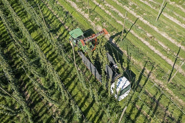 Baroda, Michigan, A Mexican-American crew harvests hops at Hop Head Farms in west Michigan. The red cutting machine cuts the ropes on which the hop vines have been growing, and workers then pull the vines onto the a truck