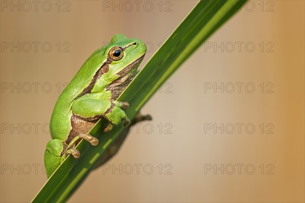 European tree frog