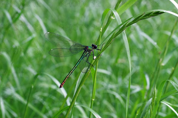 Banded demoiselle