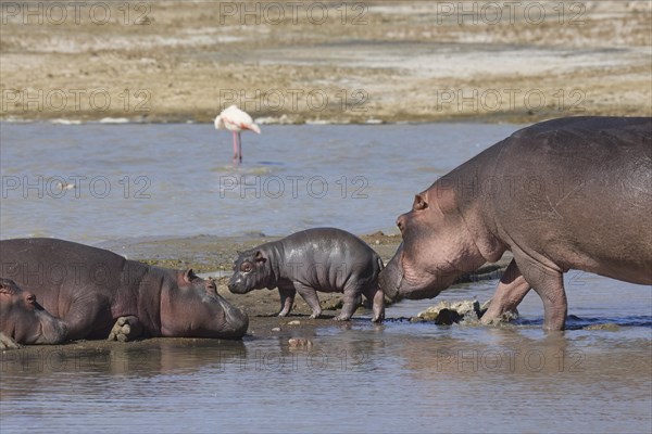 Hippos