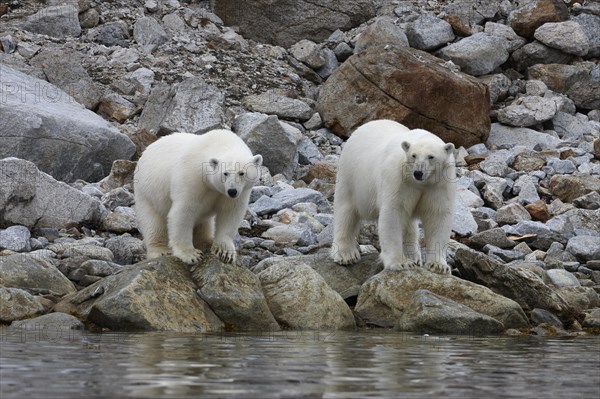 Polar bears