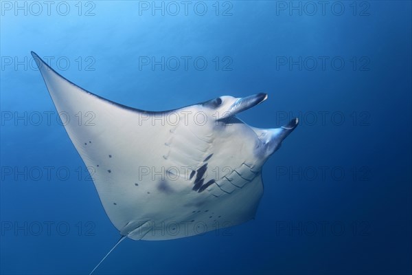 Reef manta ray