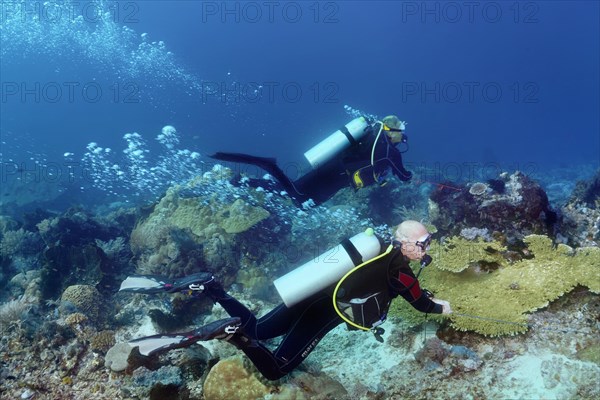 Two divers hang from a rope anchored by current hooks in the coral reef of Lake Sawu, Pacific Ocean, Komodo National Park, UNESCO World Heritage Site, Lesser Sunda Islands, East Nusa Tenggara Province, Komodo Island, Indonesia, Asia