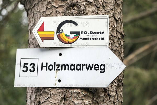 Holzmaar in the Volcanic Eifel, almost completely surrounded by forest, hiking trail, Holzmaarweg, geo-route, circular trail, maars, maar, lake, nature reserve, Gillenfeld, Rhineland-Palatinate, Germany, Europe