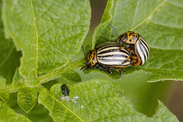Two Colorado potato beetles sitting on the leaf of a potato plant. Berlin, 09.06.2022, Berlin, Germany, Europe