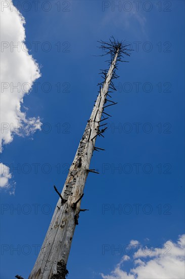 Symbolic photo on the subject of forest dieback in Germany. Spruce trees that have died due to drought and infestation by bark beetles stand in a forest in the Harz Mountains. Altenau, Altenau, Germany, Europe