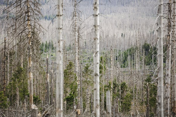 Symbolic photo on the subject of forest dieback in Germany. Spruce trees that have died due to drought and infestation by bark beetles stand in a forest in the Harz Mountains. Torfhaus, 28.06.2022, Torfhaus, Germany, Europe