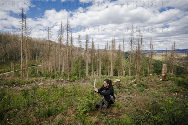 An employee of the Northwest German Forest Research Institute checks drought damage to a young beech on a trial plot in the Harz Mountains. Here, research is being conducted into how the forest can be prepared for the challenges in times of climate change. In the background are conifers that have died due to drought and bark beetles Lerbach, 28.06.2022, Lerbach, Germany, Europe
