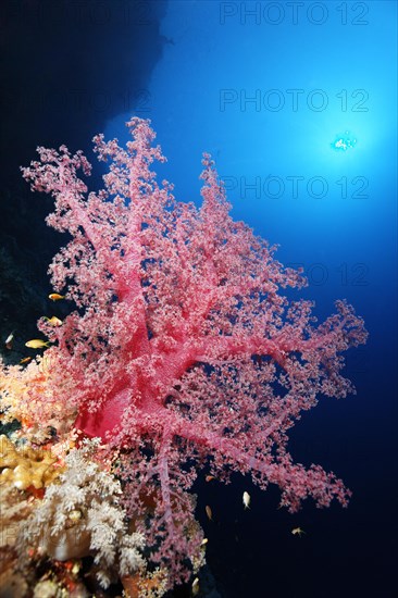 Klunzinger soft coral