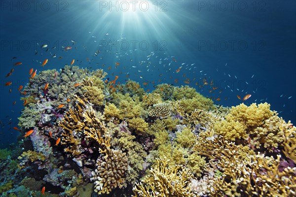 Typical reef canopy on coral reef with various stony corals and soft corals backlit by the sun, shoal of sea goldie