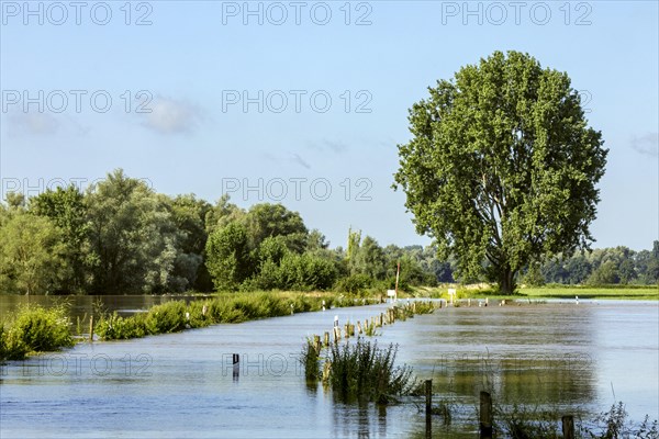 Flooding after heavy rain in North Rhine-Westphalia, nature reserve on the Grietherort and Bienener Altrhein, road flooded, flooding, alluvial deposits, Rees, North Rhine-Westphalia, Germany, Europe