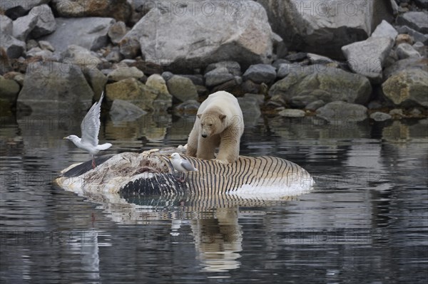 Polar bear