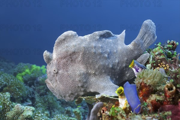 Giant frogfish