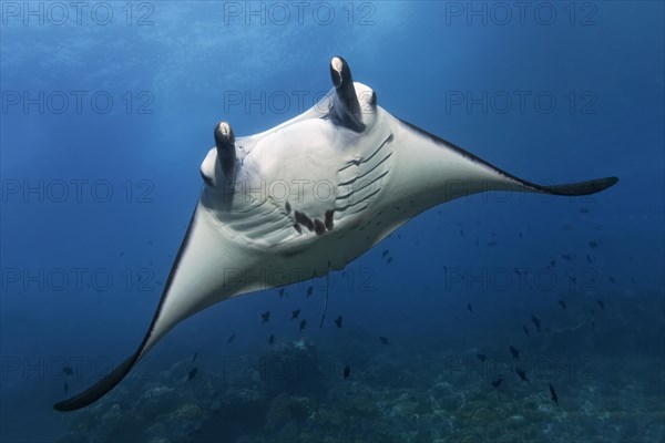 Reef manta ray