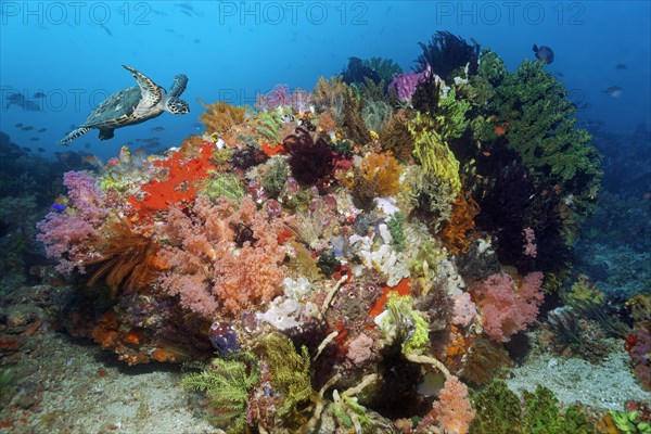 Loggerhead sea turtle