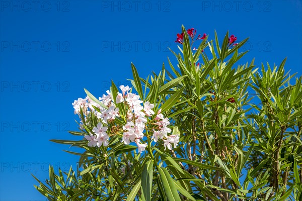White and pink oleanders, marina, Monte Carlo, Principality of Monaco