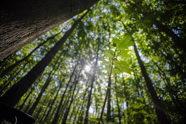 A young Norway maple grows on the ground in a deciduous forest in Lower Saxony. Mackenrode, 28.06.2022, Mackenrode, Germany, Europe