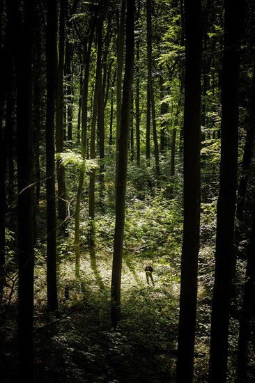 An employee of the Northwest German Forest Research Institute checks the stand of deciduous trees on an experimental plot in a deciduous forest in Lower Saxony. Here, research is being conducted into how the forest can be prepared for the challenges in times of climate change. Mackenrode, 28.06.2022, Mackenrode, Germany, Europe